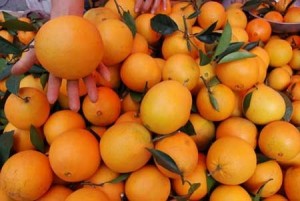 Toptan satış için taze portakal meyveleri