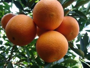 थोक में ताजा संतरे का फल
