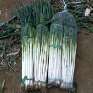 चिनी लांब हिरवे ताजे कांदे