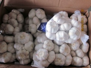 쿠웨이트 시장에 중국산 생마늘 도매가 수출