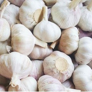 Fresh garlic china/ red garlic packing/ seed garlic 5% off