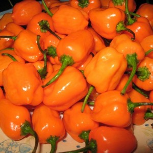 Čerstvá paprika