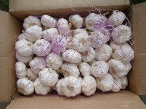 agliu frescu è ginger importatore d'agliu frescu u prezzu normale di l'agliu biancu puru in Cina