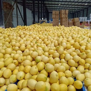 Citrons jaunes frais en gros de Chine de haute qualité
