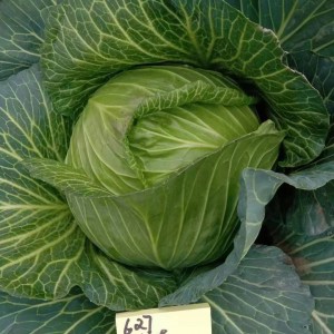 Wholesale Chinese Best Quality Hybrid F1 Heat Resistant Cabbage Seed