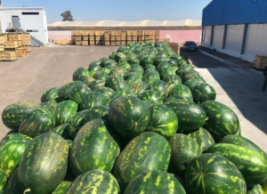 Hoge kwaliteit betaalbare prijs vers fruit zoete watermeloen te koop