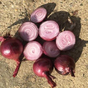Oignons chinois frais pelés de haute qualité 2020 oignon rouge frais pelé à vendre