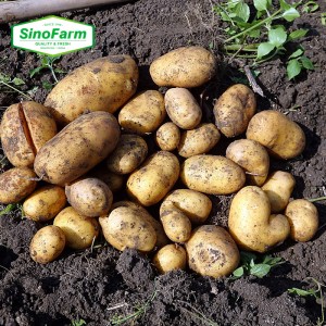 Exportación de patatas frescas al extranjero para producir patatas fritas