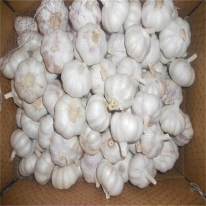 Bulbi d'agliu cinese di alta qualità in vendita