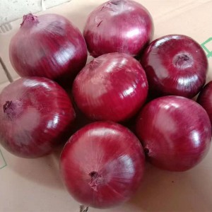 2021 bagong corp red onion hot selling fresh Peeled red onion from China
