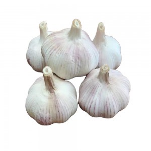 Fresh garlic china/ red garlic packing/ seed garlic 5% off