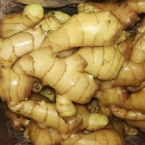 Presyo sa Pag-eksport sa China 1kg China Mature Fresh Ginger