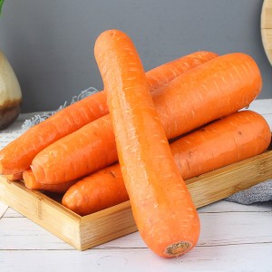 Оптовая хрустящая длинная свежая морковь