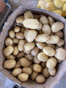 人気野菜のフレッシュポテト 新鮮なサツマイモを格安で輸出