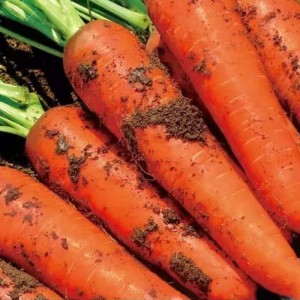 Engrospris sæsonbestemte friske gårdkvalitetsgulerødder et ton friske gulerødder