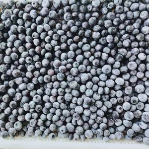 Wholesale Chinese iqf leqhoa monokotsoai blueberry