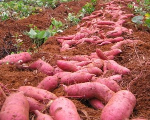 Cu o maturitate de 3 luni de calitate superioară, pentru cei mai buni transporturi de cartofi dulci din Vietnam, au un tip de cultură comun
