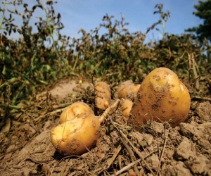 Bangladeški organski svježi krumpir vrhunske kvalitete po veleprodajnoj cijeni