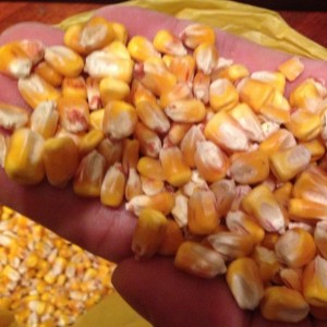 Geltonieji kukurūzai/kukurūzai, skirti pašarams