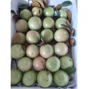 Najbolje prodajano dobro kakovostno jabolko White Star z 10-dnevnim rokom uporabnosti iz zahodnega Vietnama