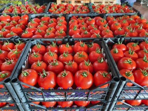 KUALITAS luhur - tomat seger - ti Turki