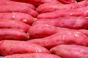 Con 3 mesi di maturità Alta qualità per le migliori patate dolci spedite dal Vietnam Hanno un tipo di coltivazione COMUNE