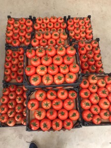 高品質 – フレッシュトマト – トルコ産