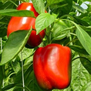 Najboljša kakovost paprike/Capsicum Vietnam