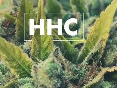 čo je HHC?Výhody a vedľajšie účinky HHC
