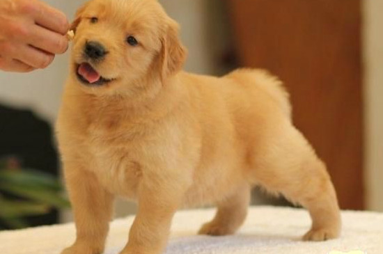 What to do if the golden retriever puppies keep barking at night？