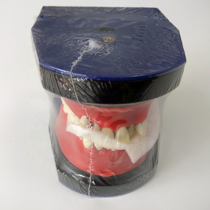 Dental orthodontic teeth model for dental study orthodontic training teeth model dental typodont M8017