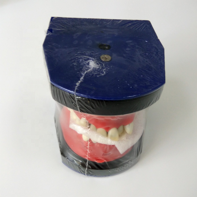 Dental orthodontic teeth model for dental study orthodontic training teeth model dental typodont M8017
