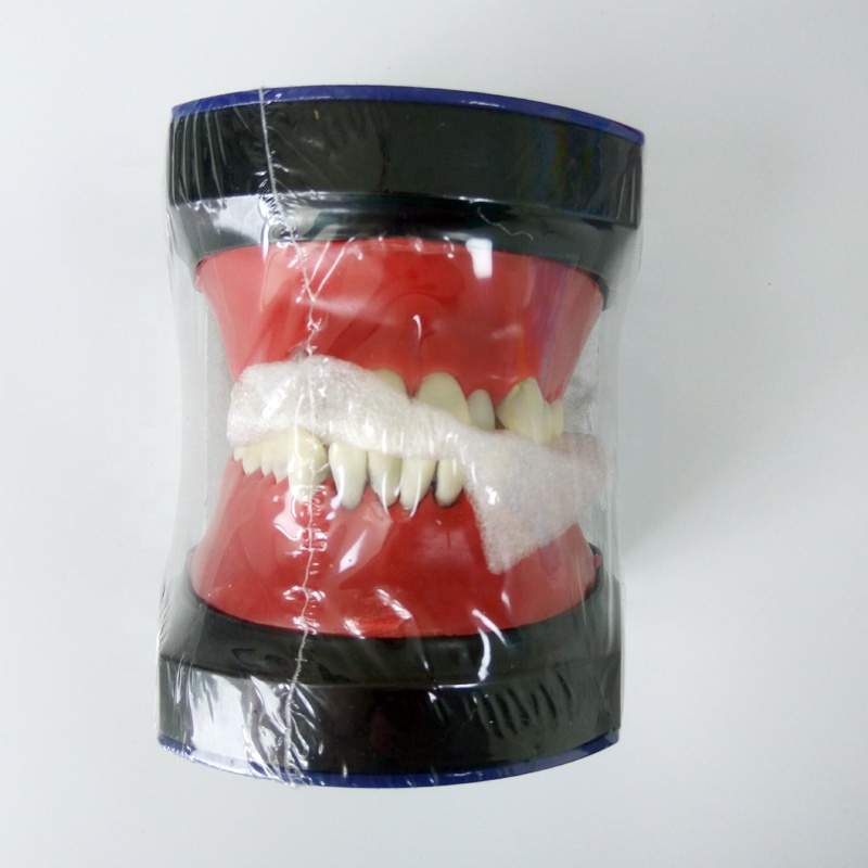 Dental orthodontic training teeth Model M8017 orthodontic soft gum dental typodont model with 28pcs