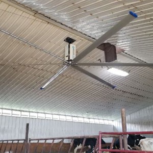 Grandes ventiladores HVLS para establo de vacas avícolas