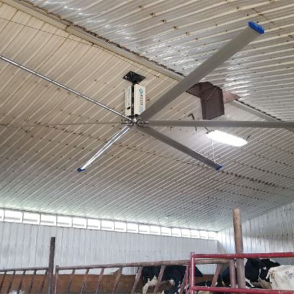 Grandes ventiladores HVLS para celeiro de vacas de aves