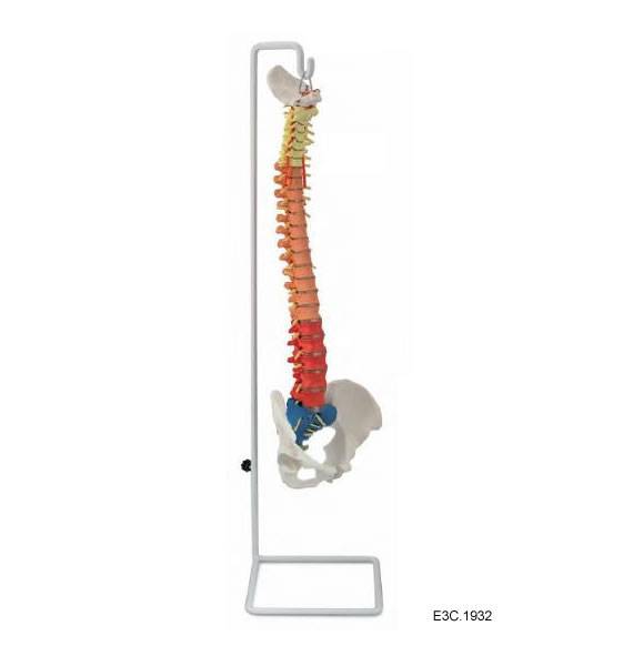 Color Flexible Spine Column With Femui Heads