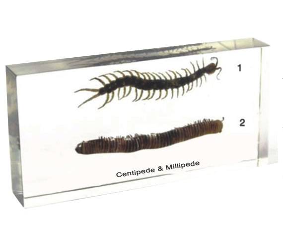 Centipede and Diplopod