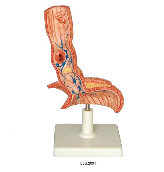Model of big intestine inner structure