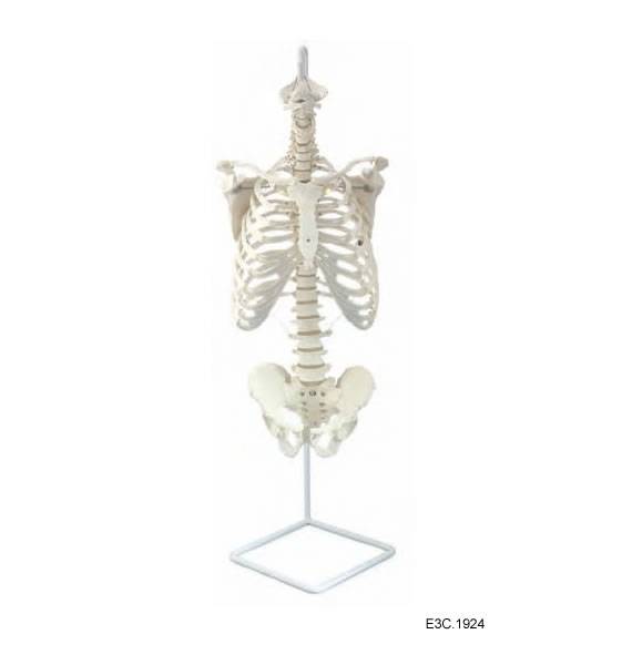 Flexible Spine Column With Pelvis and rib