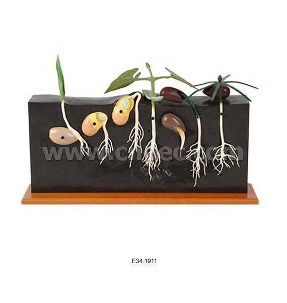 Seed Germination,9parts