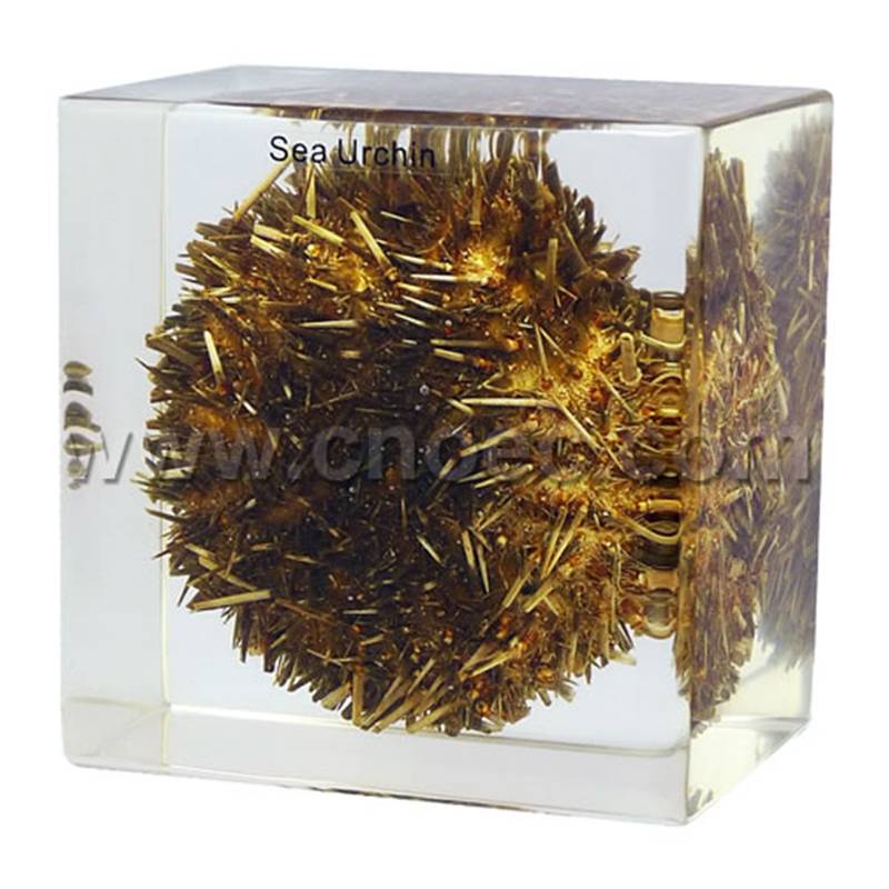 Crystal Specimen, Sea Urchin