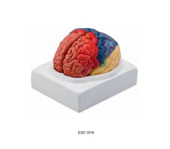 Brain With Different Functional Area