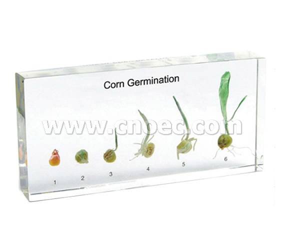 Corn Germination