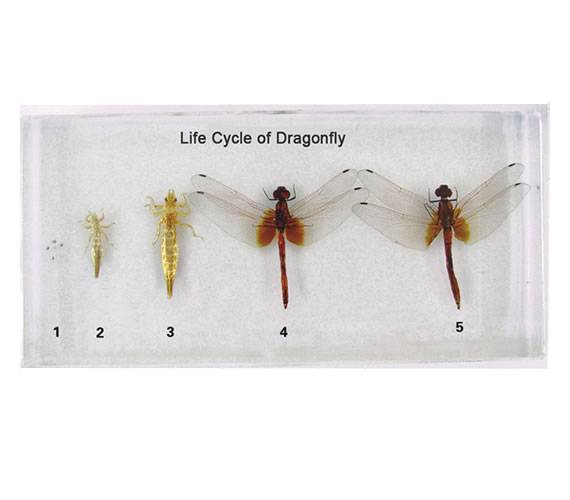 Life Cycle of  Dragonfly