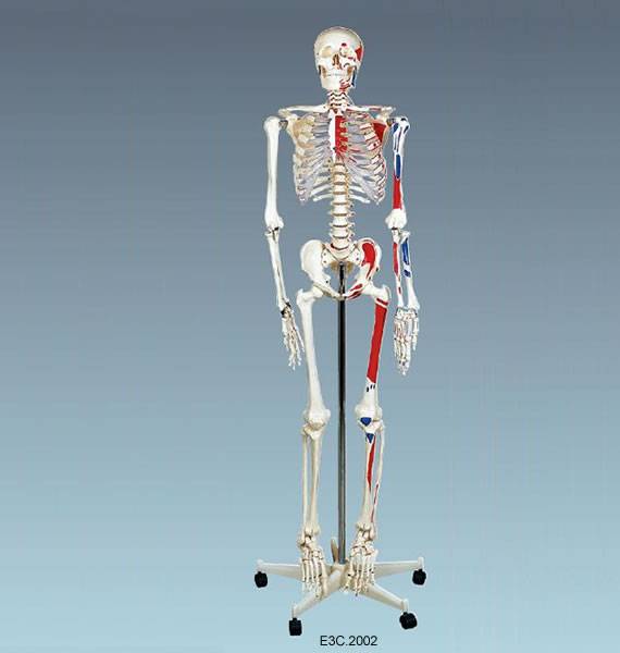Human Skeleton 170cm