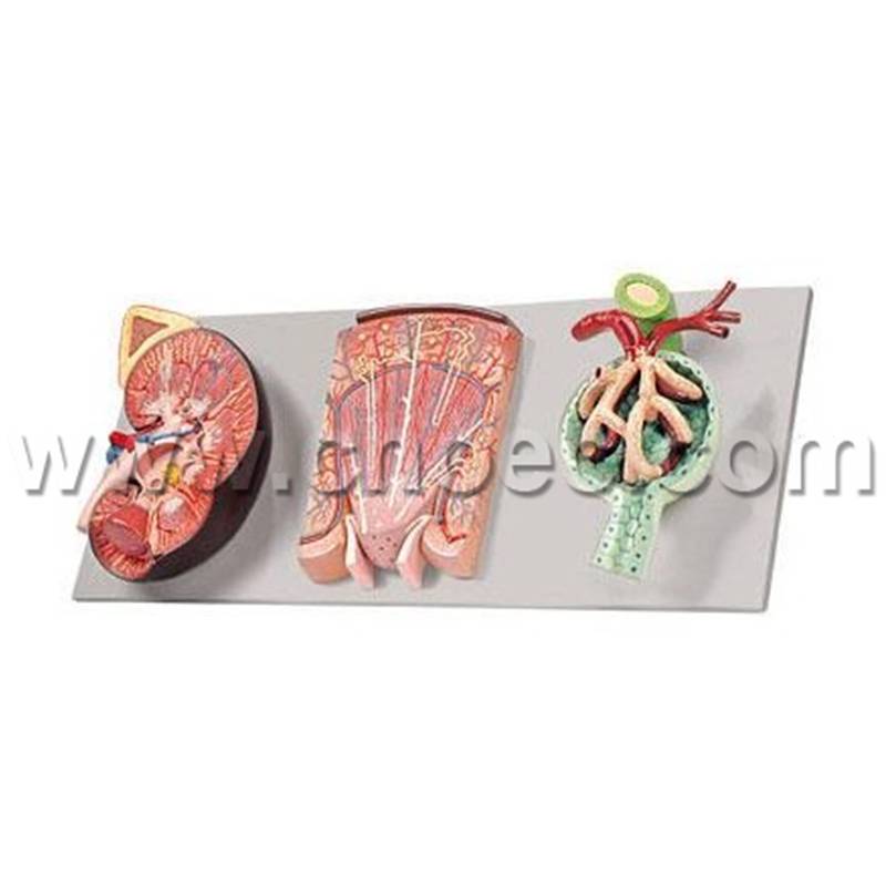 Kidney Section