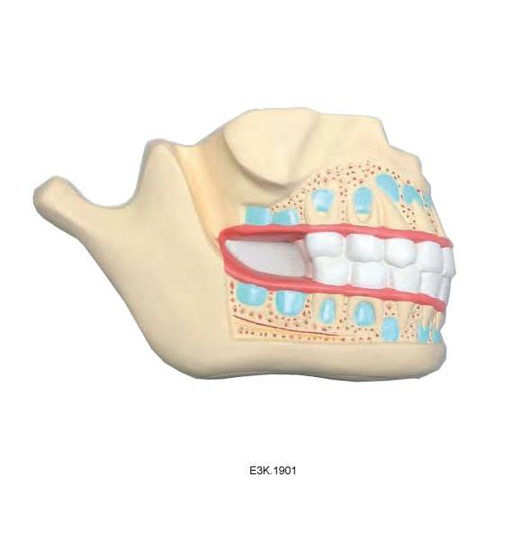 Primary Teeth/deciduous teeth, enlarged,1part