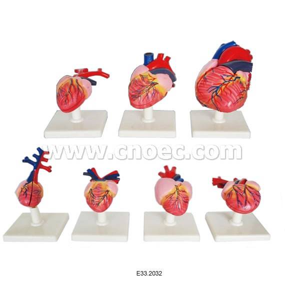 Model of the Hearts of Vertebrates