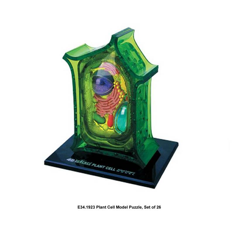 Plant Cell Model Puzzle, Set of 26