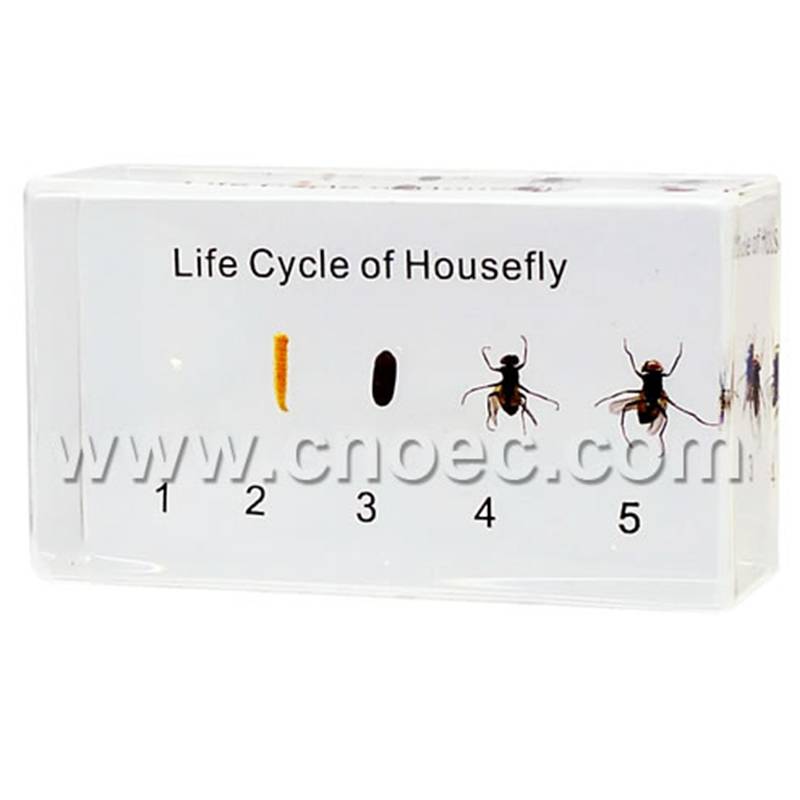 Crystal Specimen, Life cycle of Housefly